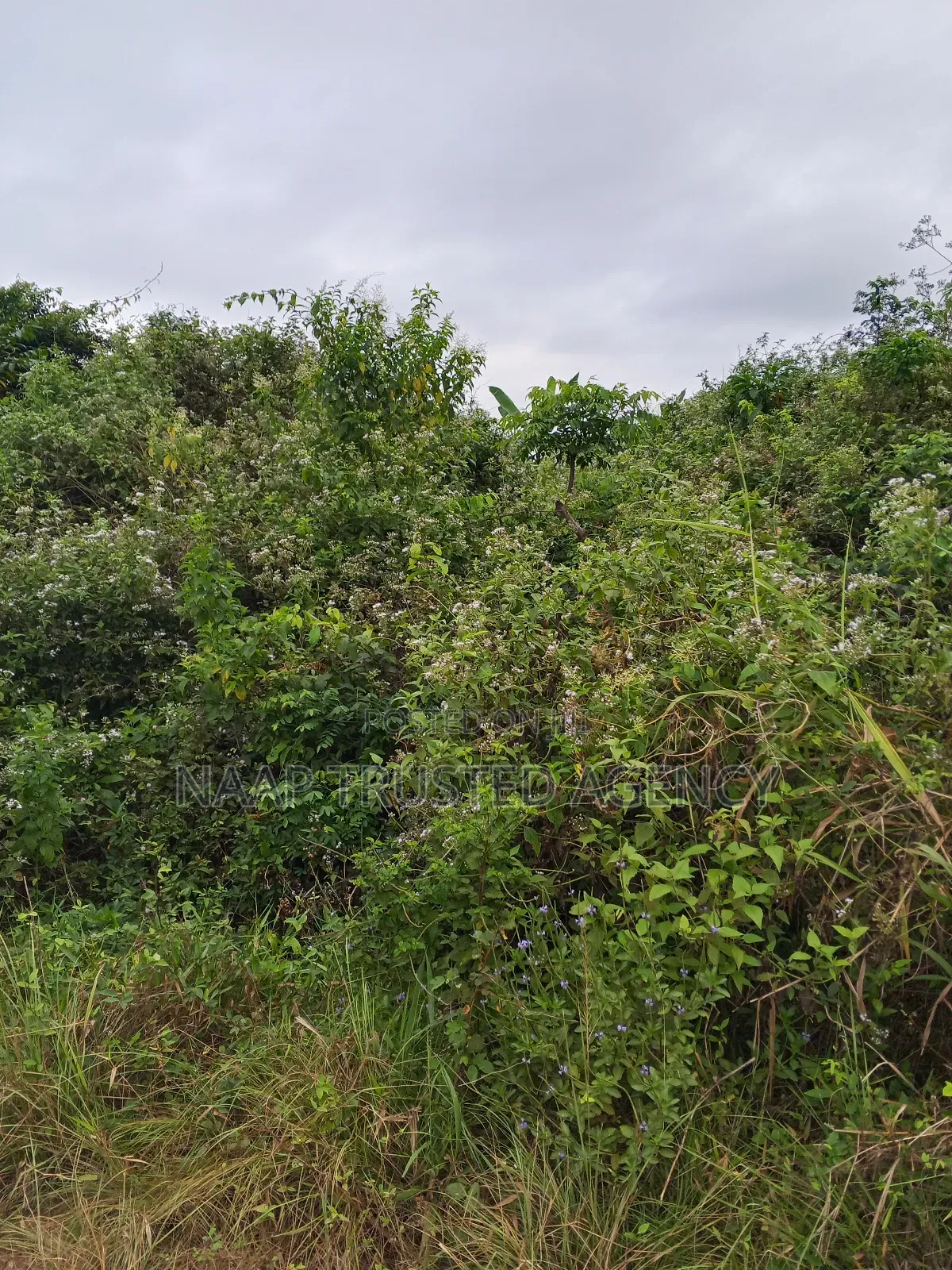 Farmland for Sale / Lease