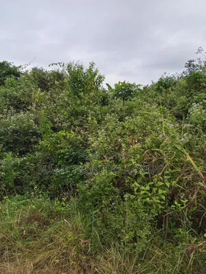 Farmland for Sale / Lease