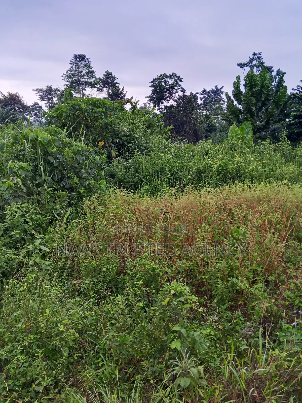 Farmland for Sale / Lease
