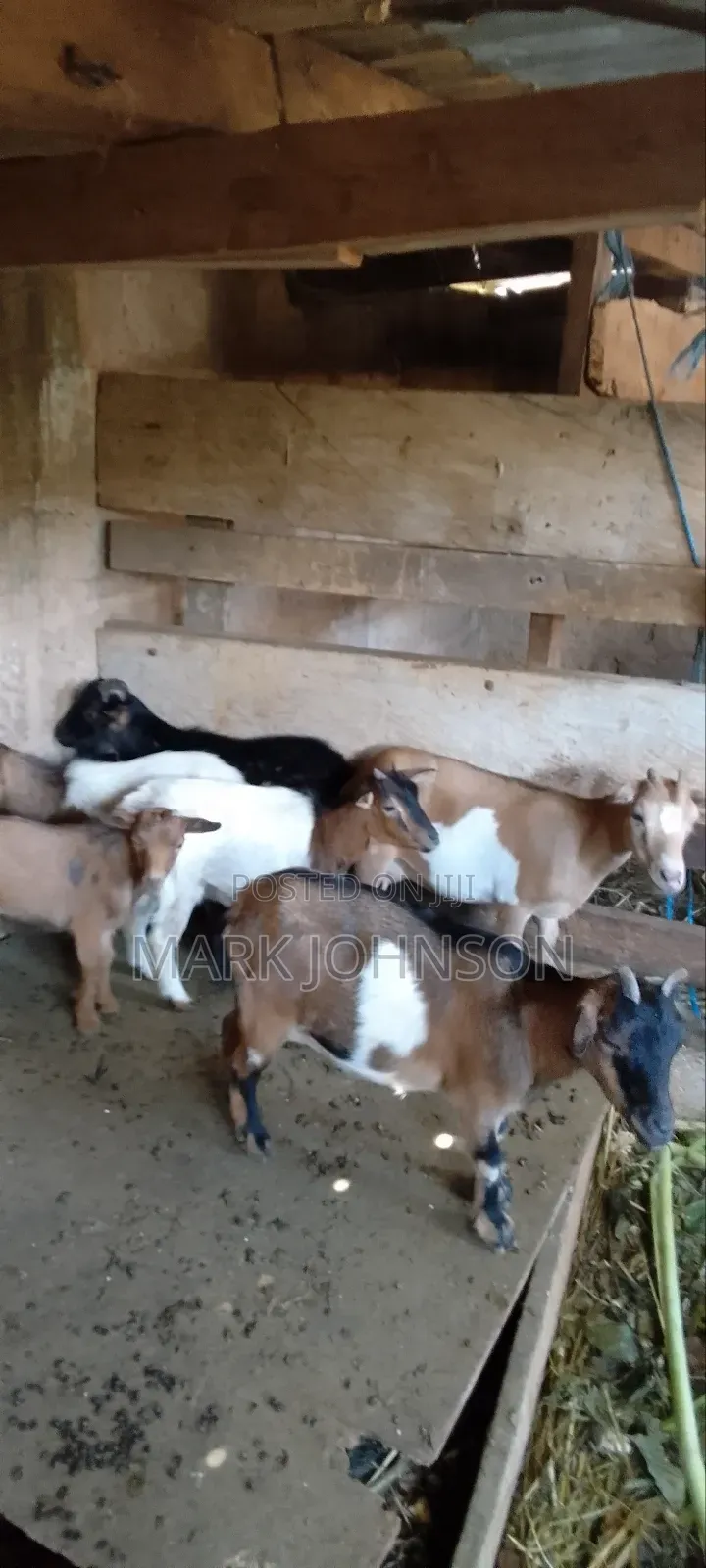 Pick and Choose Ur Goats, Quickly Place an Order, Arrange for Pickup.