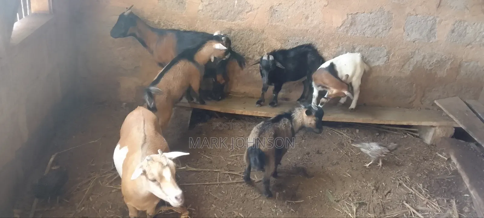 Pick and Choose Ur Goats, Quickly Place an Order, Arrange for Pickup.