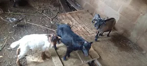 Pick and Choose Ur Goats, Quickly Place an Order, Arrange for Pickup.