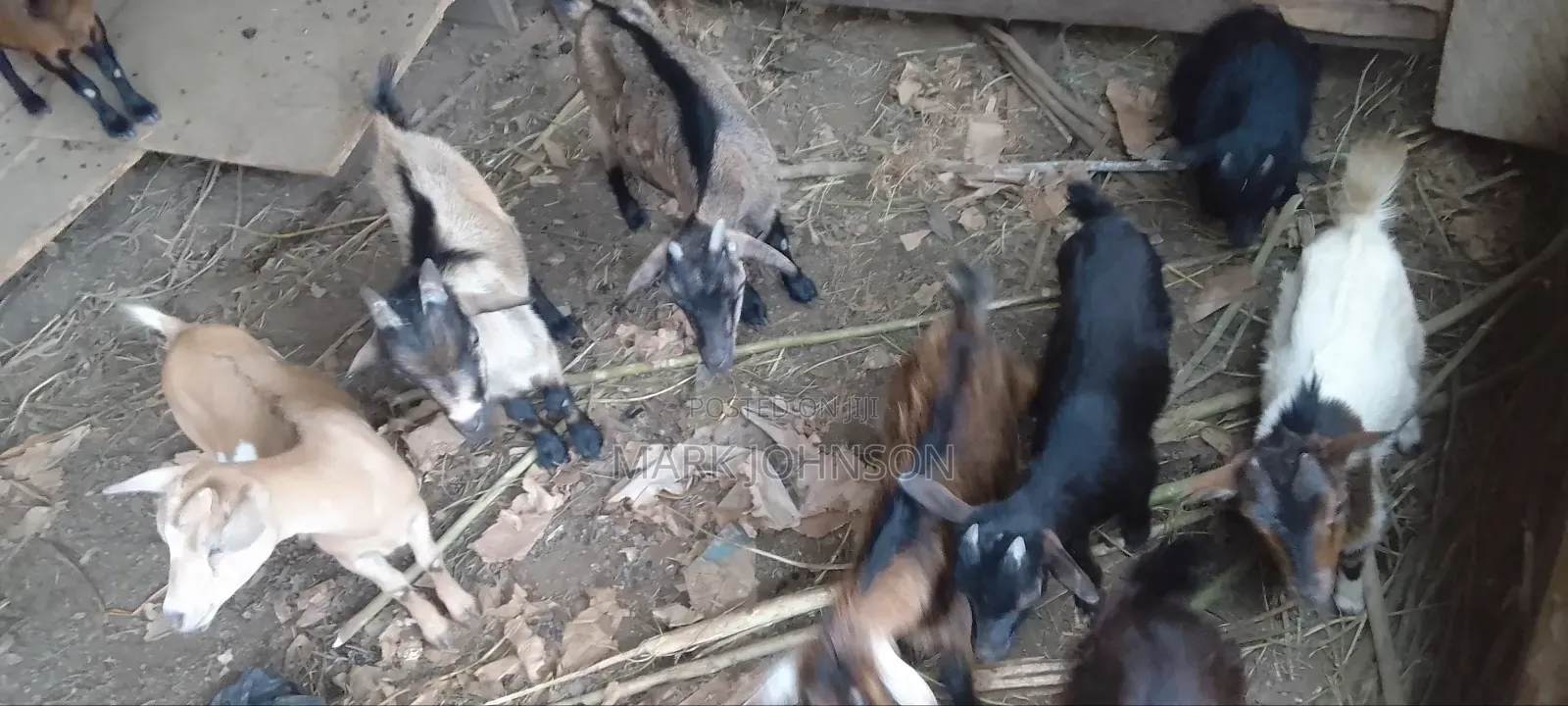 Pick and Choose Ur Goats, Quickly Place an Order, Arrange for Pickup.