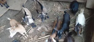 Pick and Choose Ur Goats, Quickly Place an Order, Arrange for Pickup.