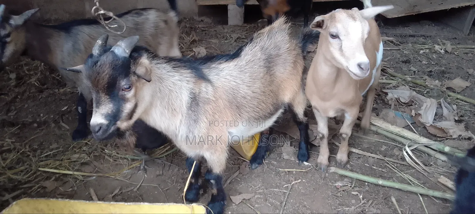 Pick and Choose Ur Goats, Quickly Place an Order, Arrange for Pickup.
