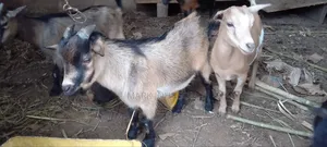Pick and Choose Ur Goats, Quickly Place an Order, Arrange for Pickup.