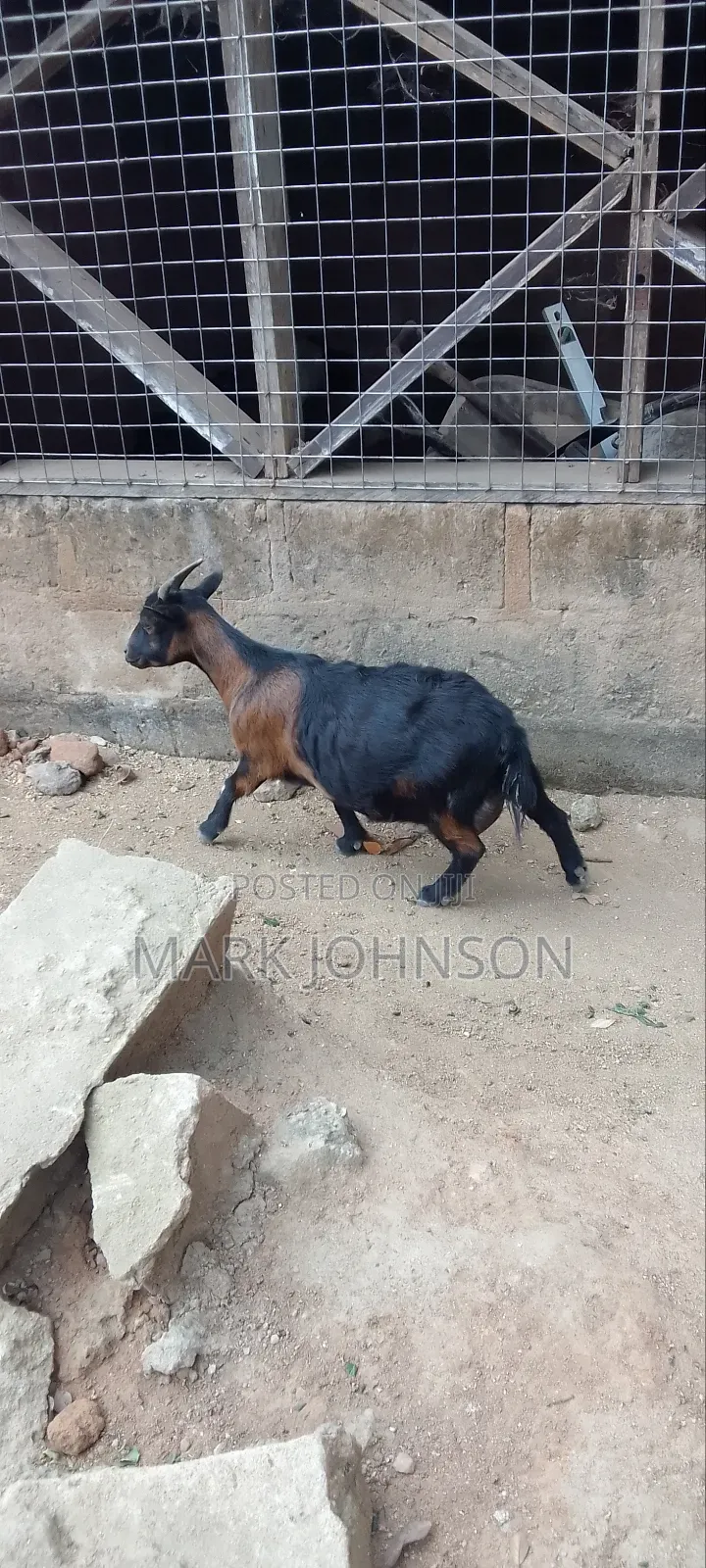 Pick and Choose Ur Goats, Quickly Place an Order, Arrange for Pickup.