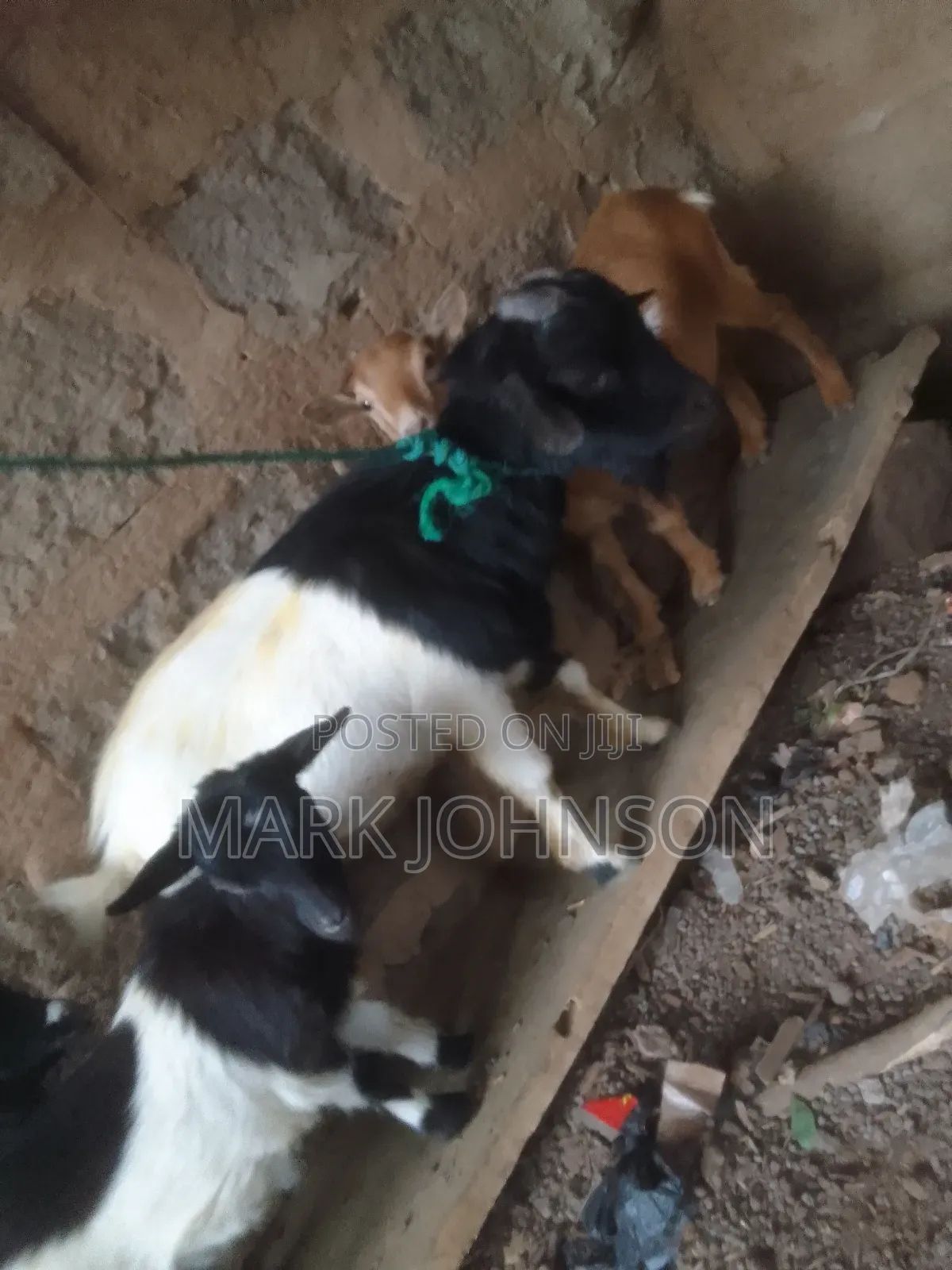 Pick and Choose Ur Goats, Quickly Place an Order, Arrange for Pickup.