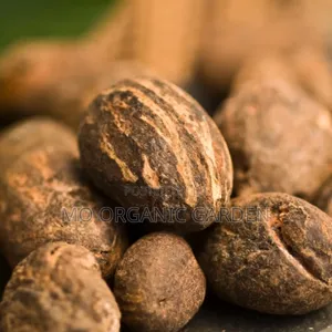 High-Quality Shea Nut Seedling/Plant