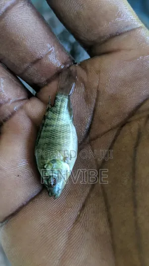 Tilapia Fingerlings