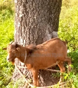 Nice Male Goat Sellar