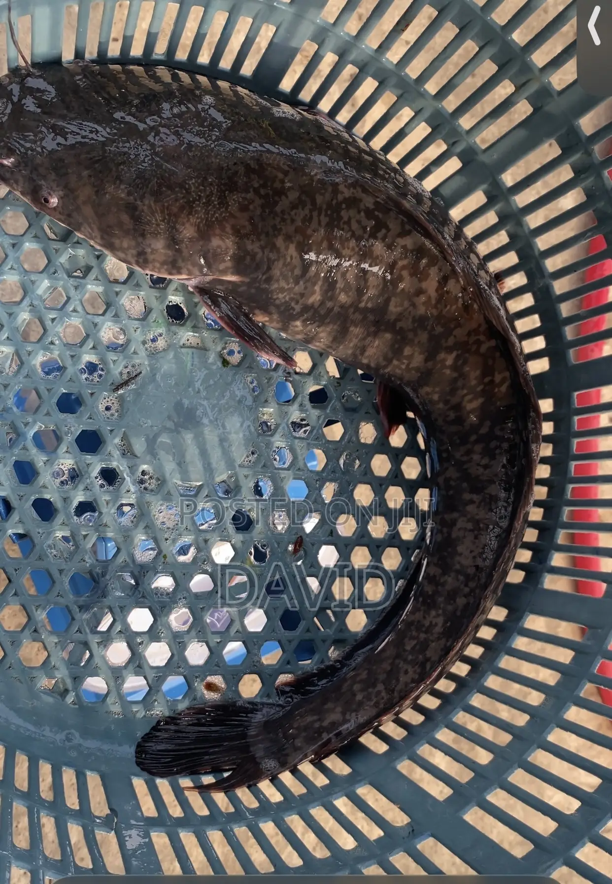 Catfish for Sale