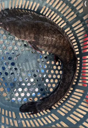 Catfish for Sale