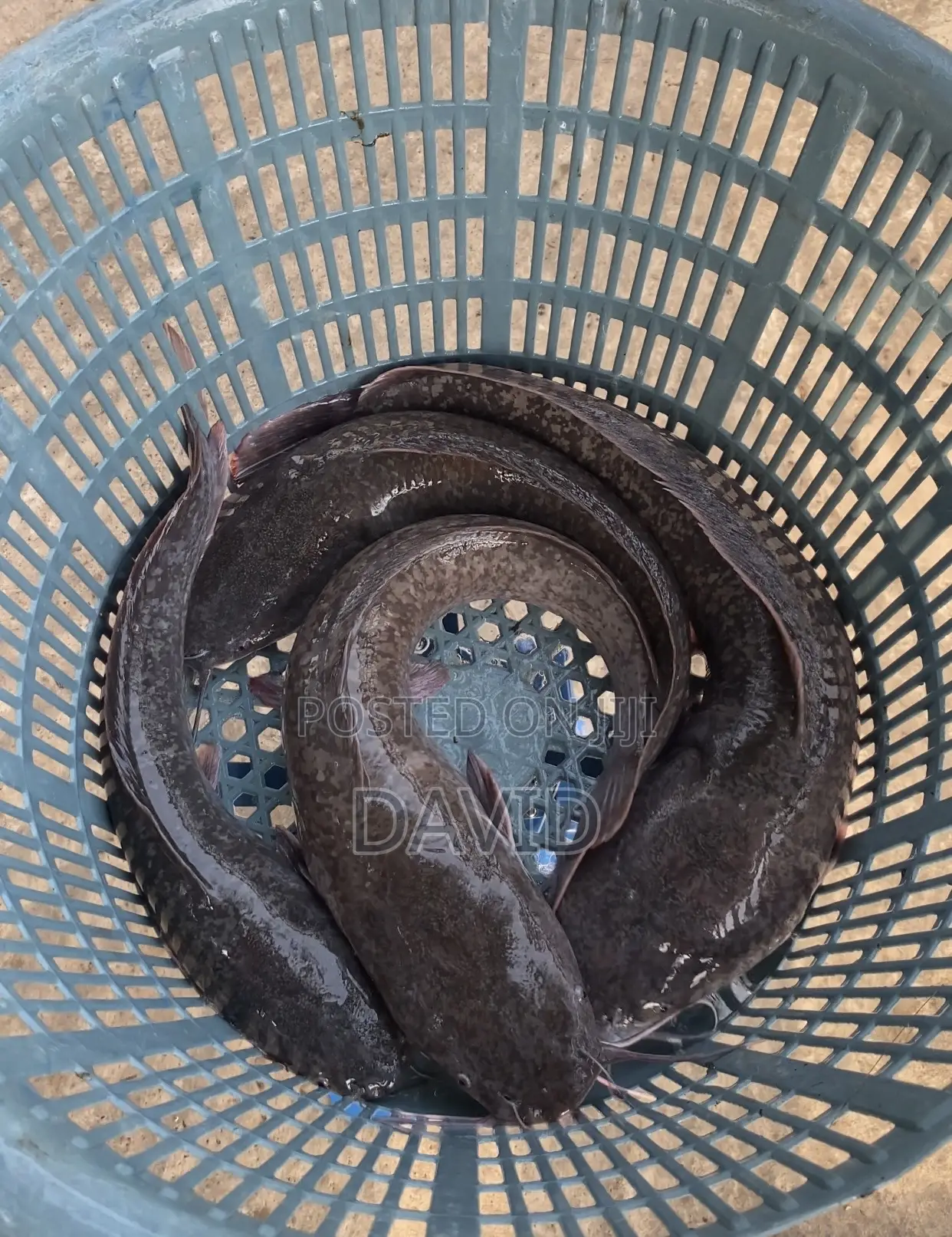 Catfish for Sale