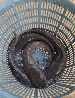 Catfish for Sale