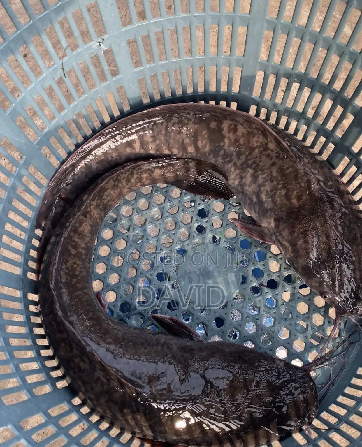 Catfish for Sale