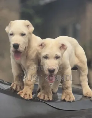 1-3 months Female Purebred Dogo Argentino