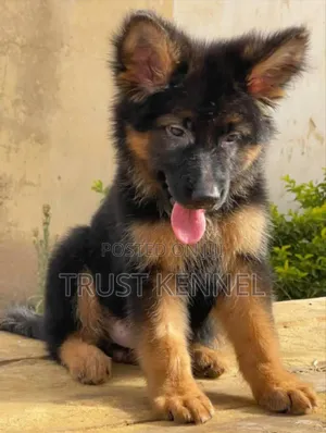 1-3 months Male Purebred German Shepherd