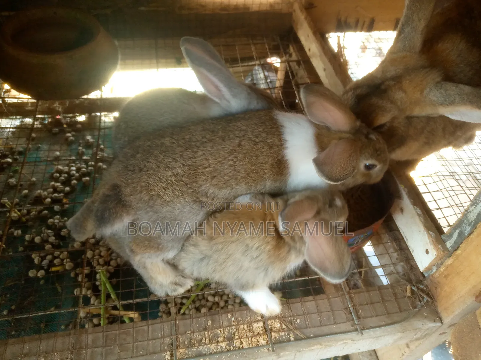 Sambeas Farm