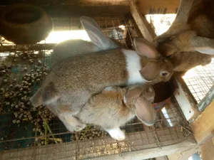 Sambeas Farm