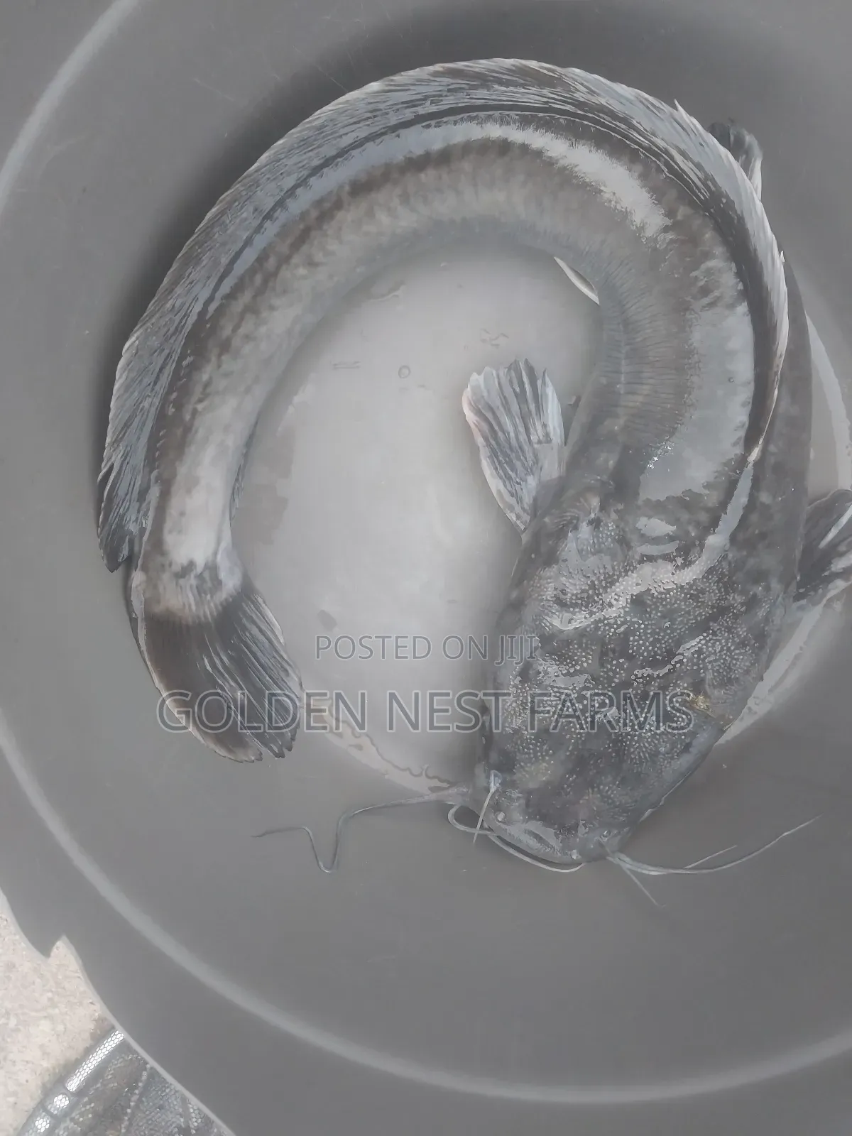 Fresh Catfish