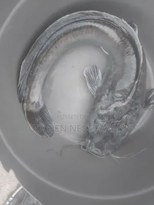 Fresh Catfish