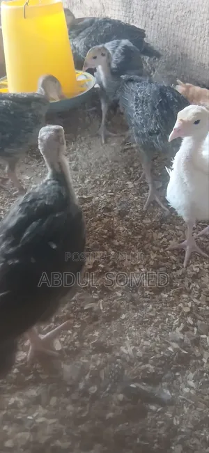 Young Foreign Turkeys