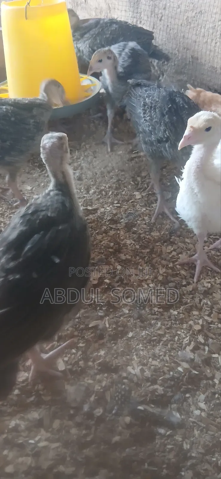Young Foreign Turkeys