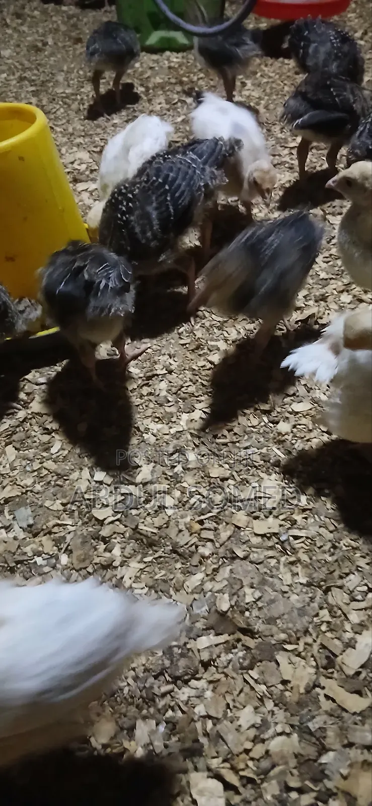 Young Foreign Turkeys