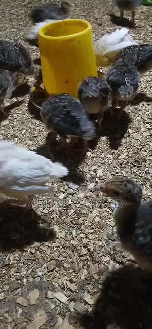 Young Foreign Turkeys
