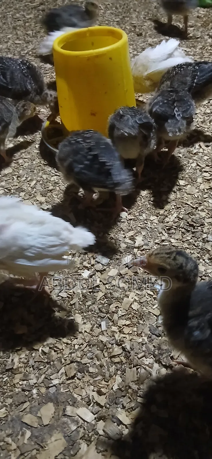 Young Foreign Turkeys