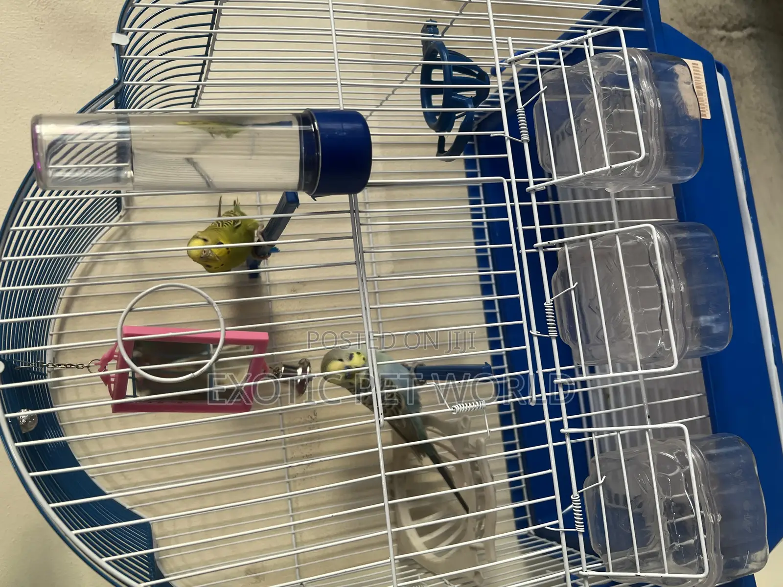 Pair of Budgies