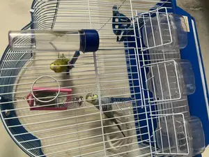 Pair of Budgies