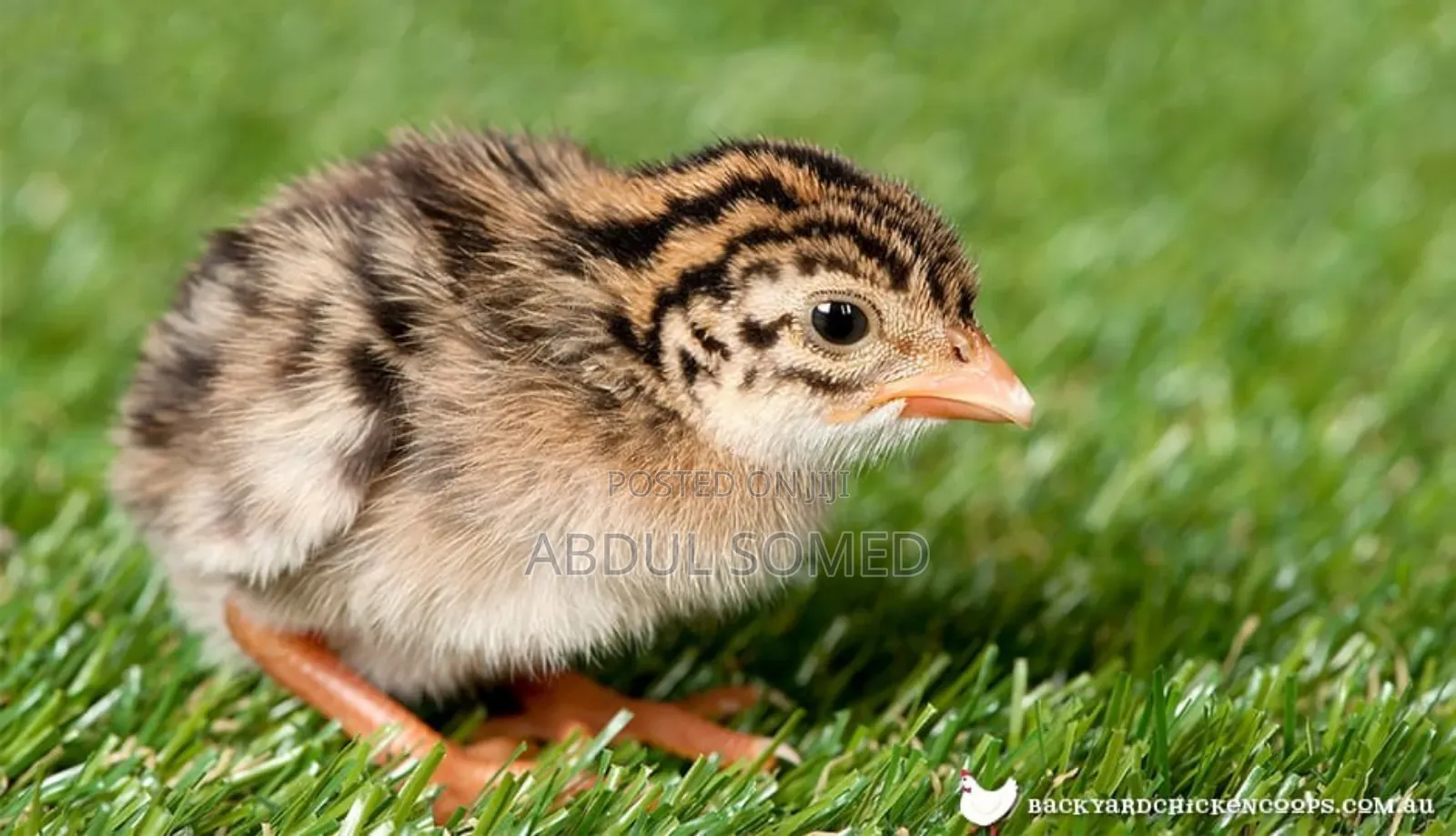 Day Old Guinea Fowl