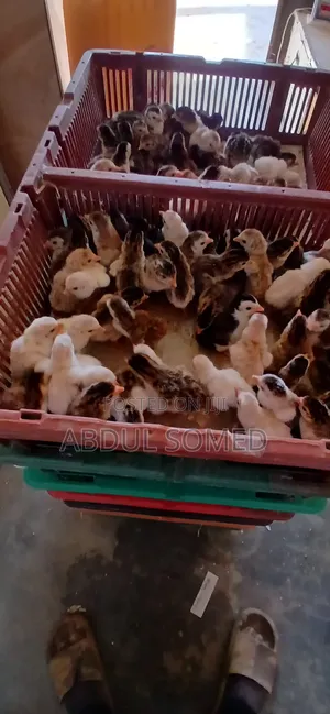 Day Old Guinea Fowl
