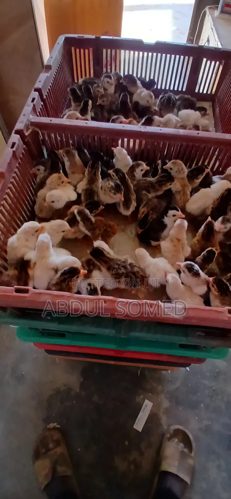 Day Old Guinea Fowl