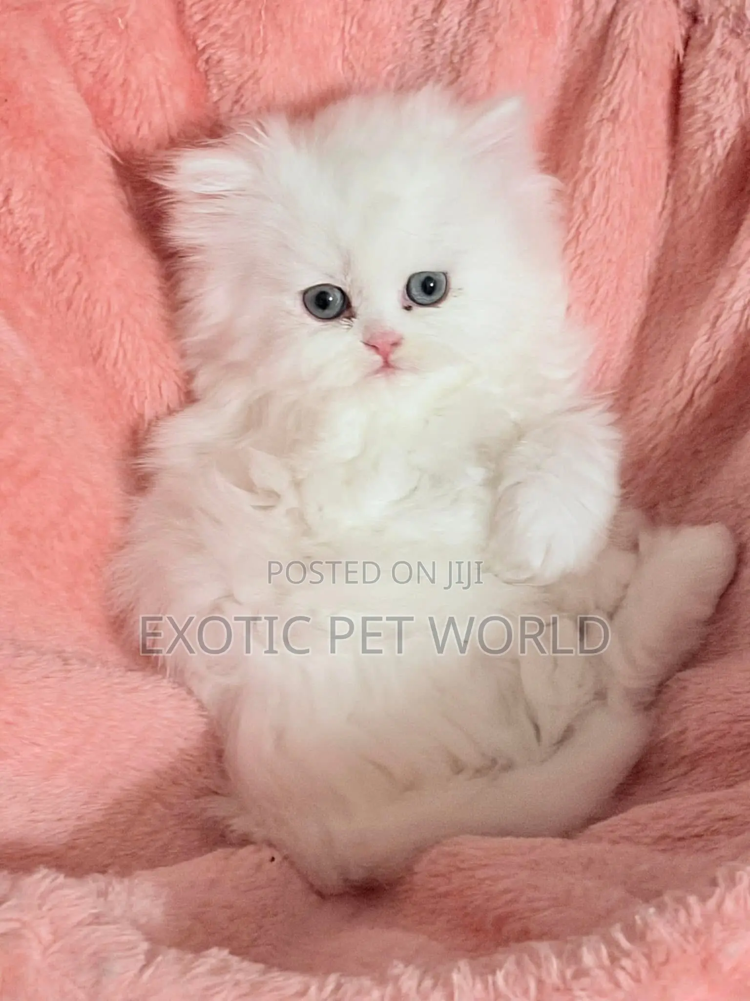 1-3 months Male Purebred Persian