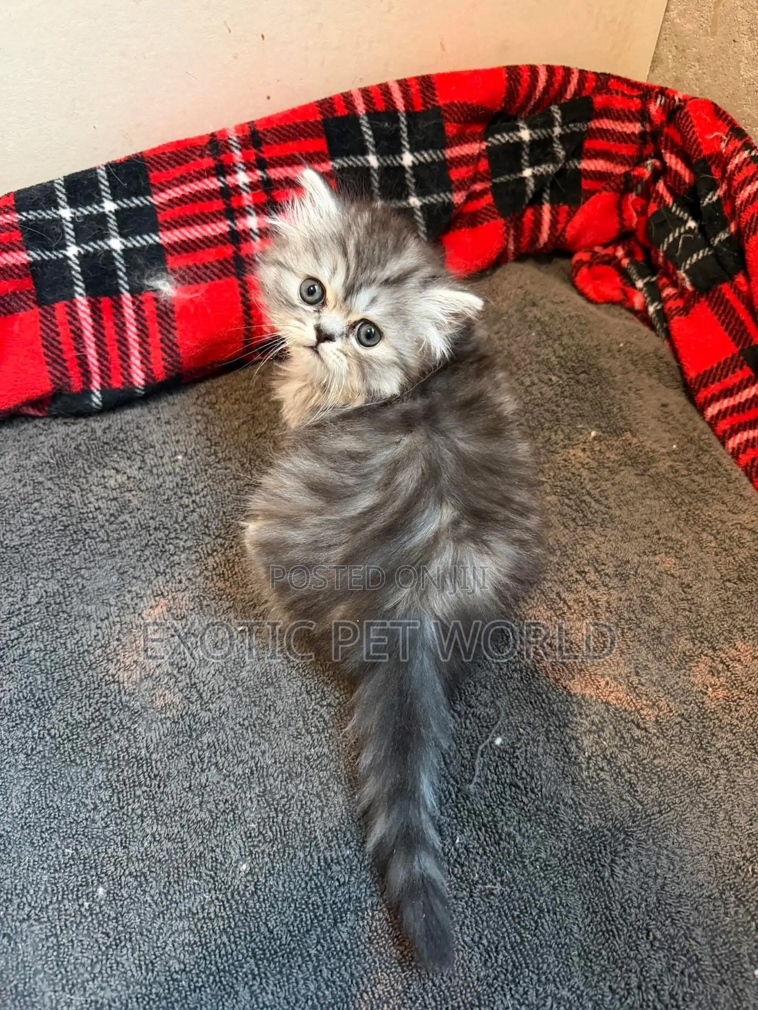 0-1 month Female Purebred Persian