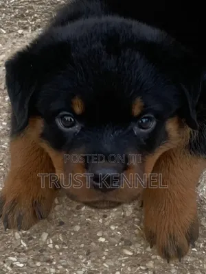 1-3 months Male Purebred Rottweiler