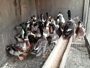 Strong Duck