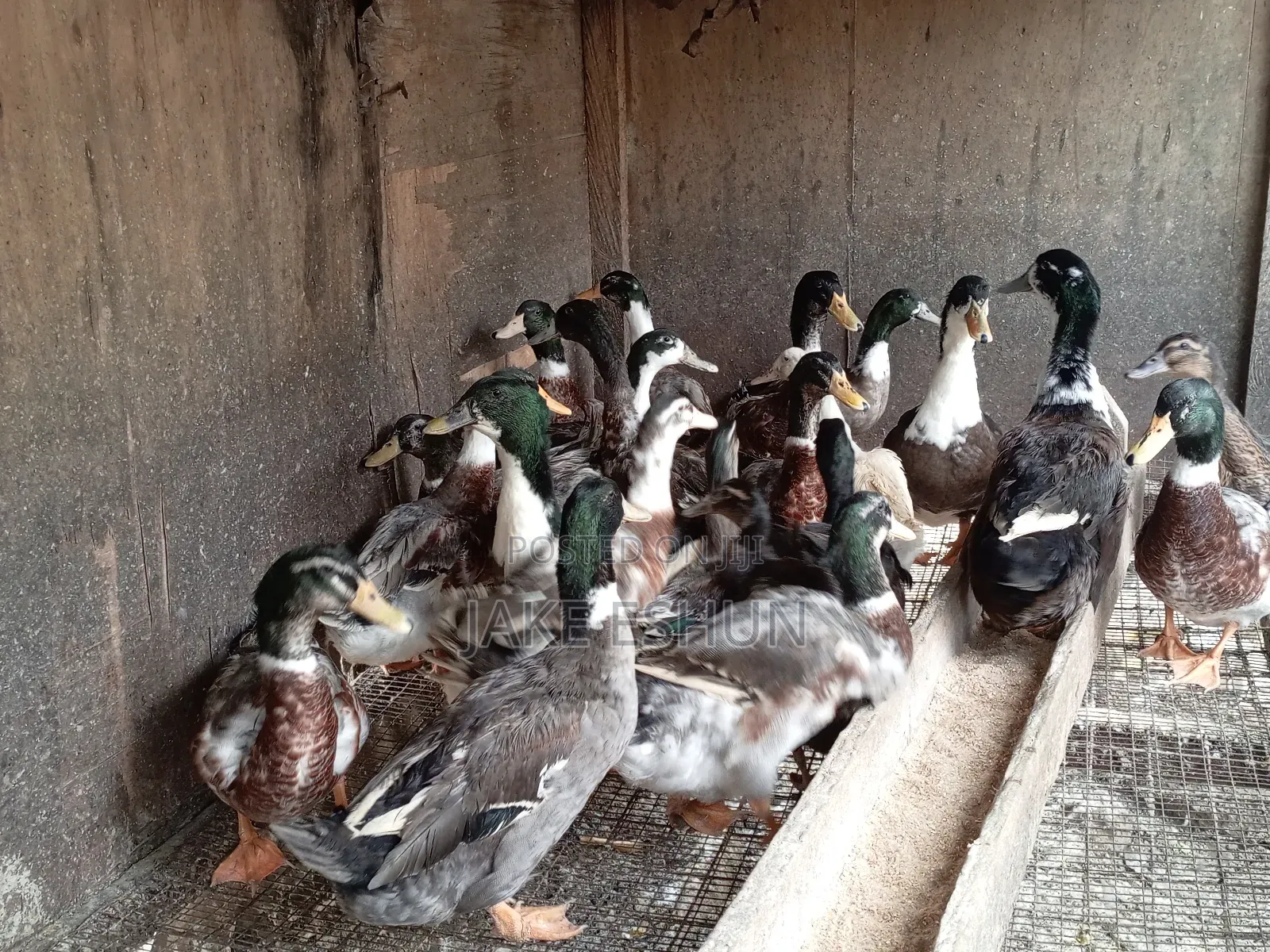 Strong Duck