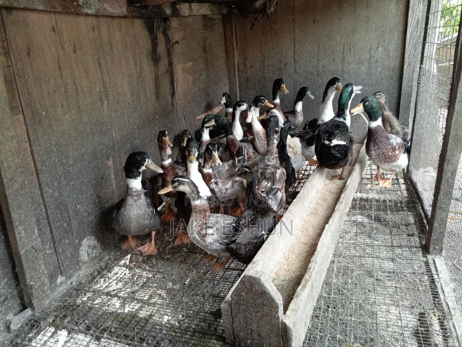 Strong Duck
