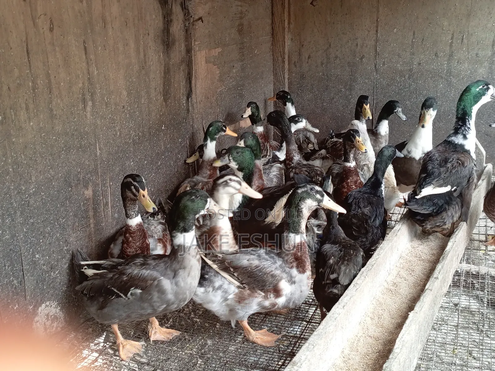 Strong Duck