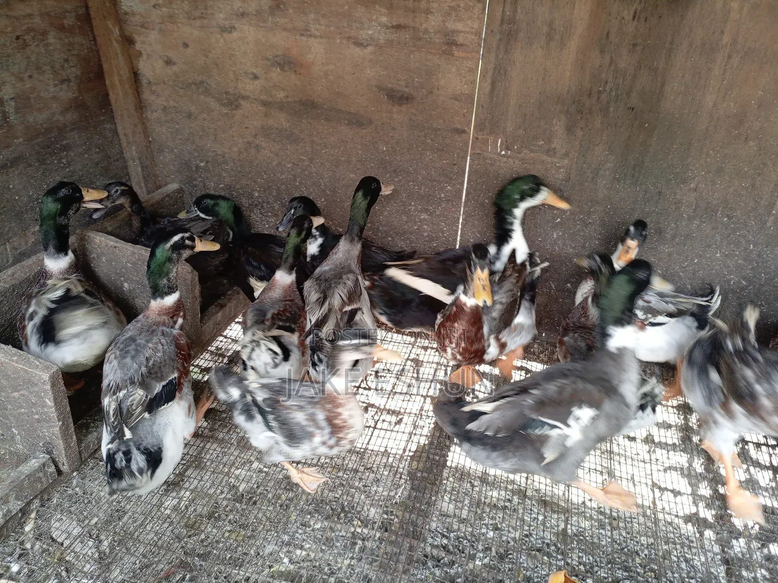 Strong Duck