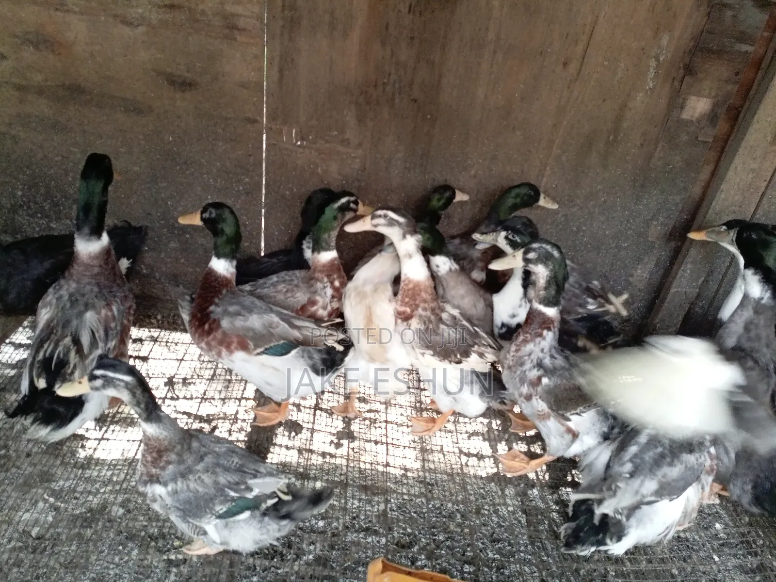 Strong Duck