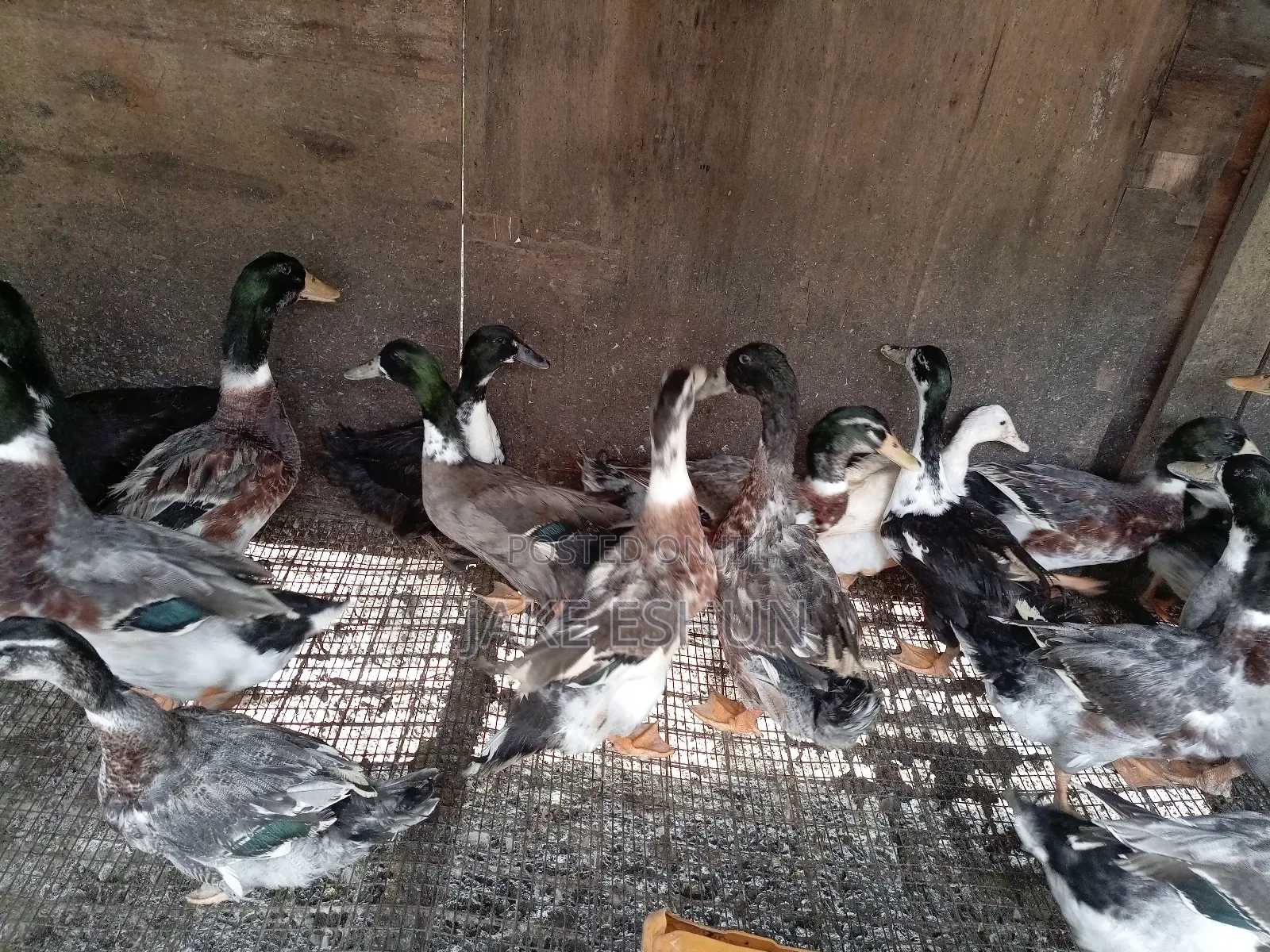 Strong Duck