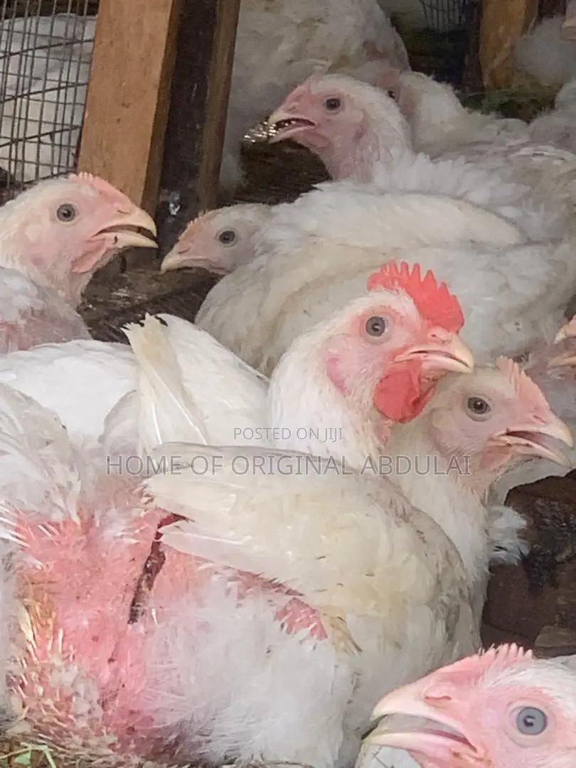 Broilers For Sala