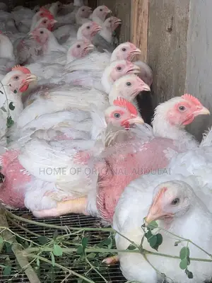 Broilers For Sala