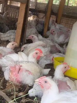 Broilers For Sala