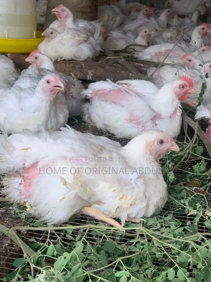 Broilers For Sala